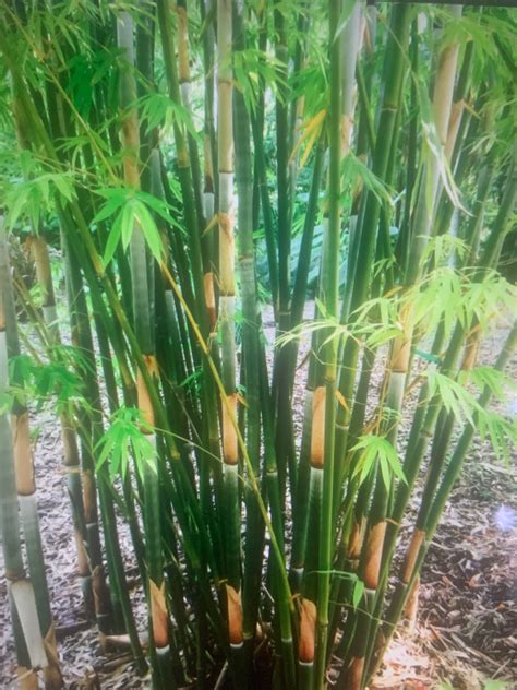 Bamboo Stalks | Etsy