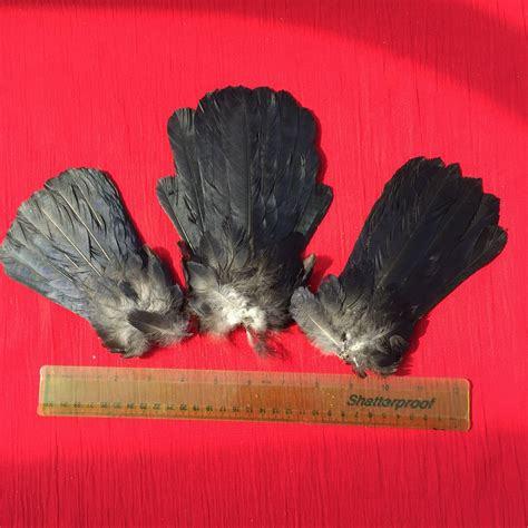 Three English Crow Tails Perfect for Crafting - Etsy