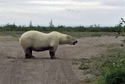 polar bear denning areas Archives - Churchill Wild Polar Bear Tours