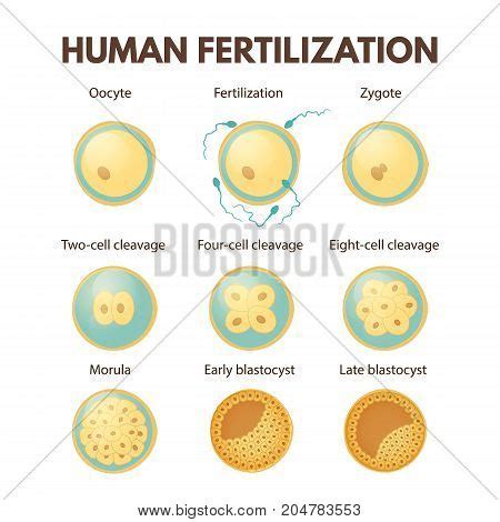 Process Cell Division Vector & Photo (Free Trial) | Bigstock