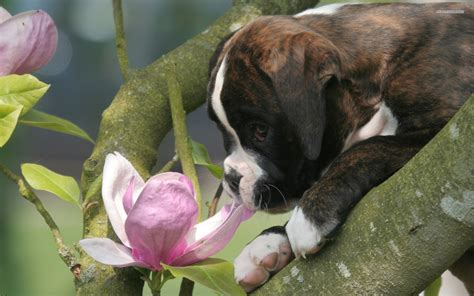 26 Boxer puppy wallpaper 1920x1200 1702 Boxer Dog Desktop