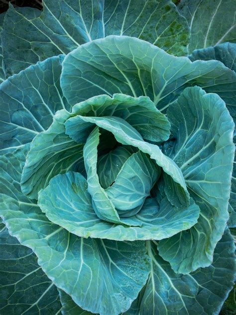 Free stock photo of cabbage, fresh vegetable, garden