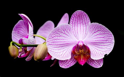 🔥 [34+] HD Orchid Wallpapers | WallpaperSafari