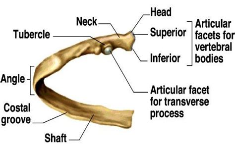 Rib Bone Anatomy Anatomy 2201 Exam 2 Biology 4976 With Milescu At University Of | Rib bones ...