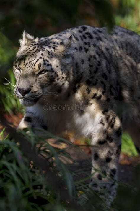 Snow Leopard Central Park Zoo, New York City, USA Stock Photo - Image of rare, snow: 267471602