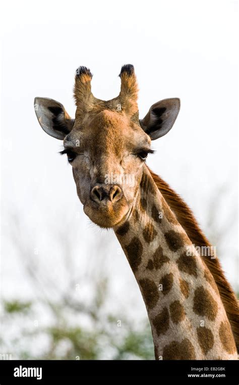 Portrait of a Southern Reticulated Giraffe head with the tufted horns ...