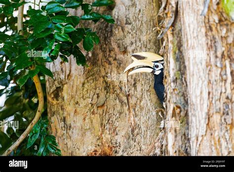 Adult male oriental pied hornbill brings changeable lizard to entice ...