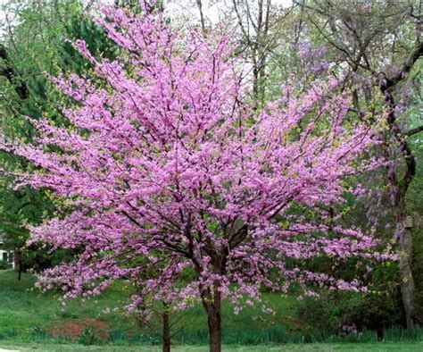 Fast Growing Shade Trees: 5 Varieties To Grow In Australia | Homes To ...