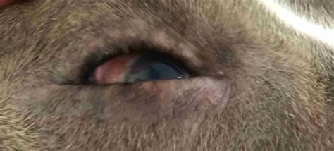 What causes pink eye in dogs? | Healthcare for Pets