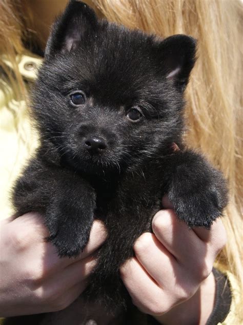 Schipperke puppy photo | Schipperke puppies, Cute dogs, Black dogs breeds