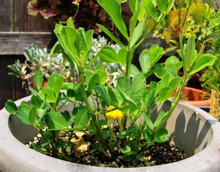 Growing Peanuts in Containers | How to Grow Peanut in Pots | Balcony Garden Web