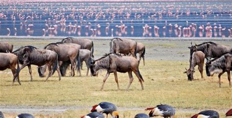 Lake Manyara National Park safari animals- Africa Adventure Vacations