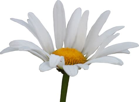 Shasta Daisy PNG - Beautiful White Flower with Yellow Center