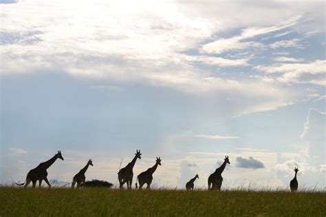 Kenya Lodge Safaris | Kenya Experience