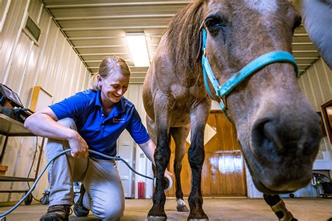 Midwest Equine at Illinois - Veterinary Medicine at Illinois