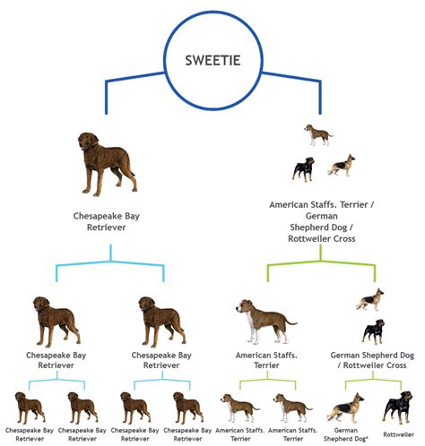 What we can — and can’t — learn from our pets’ DNA | Science News for ...