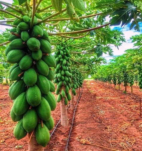 Rich Farm Kenya: Profitable Agribusiness Ideas in Fruit Farming: Pawpaw ...