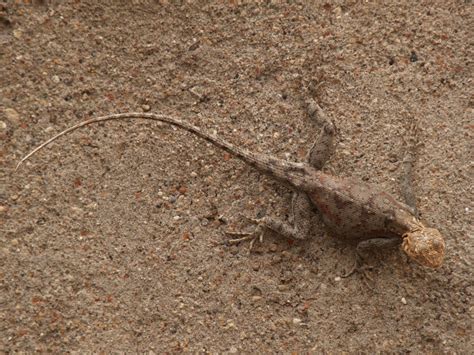 Olduvai Gorge, Serengeti Seronera campsite - Tanzania travelogue + photos