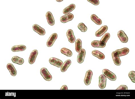 Prevotella bacteria, 3D illustration. Gram-negative anaerobic bacteria, members of oral flora ...