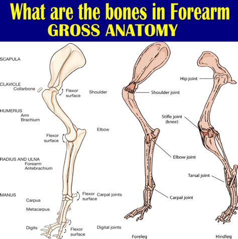 Radius and Ulna | Gross Anatomy | Anjani Mishra