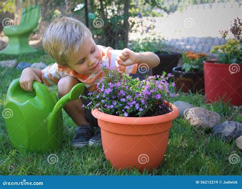 Little Garden Helper stock image. Image of blooms, growing - 56212219