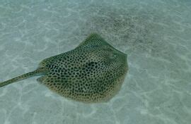 Leopard Whipray - Endless Ocean Wiki