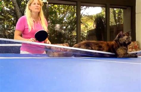 Funny Cats Playing Ping Pong (VIDEO) - One Green PlanetOne Green Planet