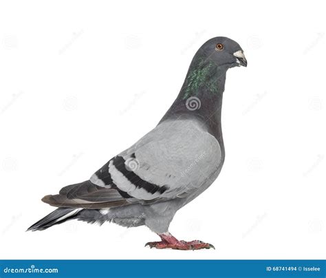 Racing Homer Pigeon Isolated on White Stock Photo - Image of grey, studio: 68741494