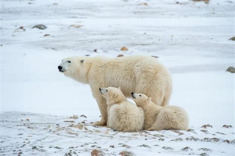 Polar she-bear with Cubs. a Polar she-bear with Two Small Bear Cubs on ...