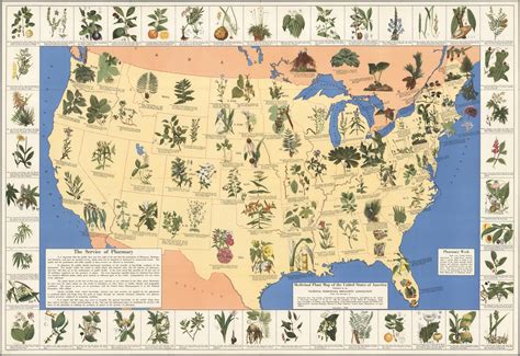 Medicinal Plant Map of the US, from the David Rumsey Map Collection ...