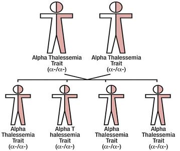 The Diabetes and Health Information: What Is Thalassemia (Alpha Thalassemia)