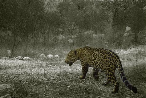 NORTHERN JAGUAR PROJECT | protecting the world's northernmost jaguars