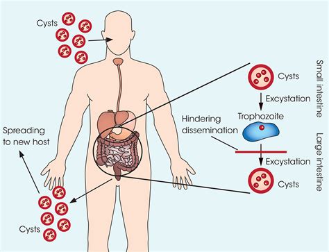 Amoebiasis, cryptosporidiosis and giardiasis - Brightman - 2021 ...