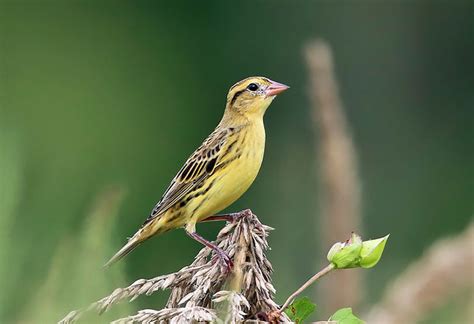 It is just fine to feed wild birds uncooked rice