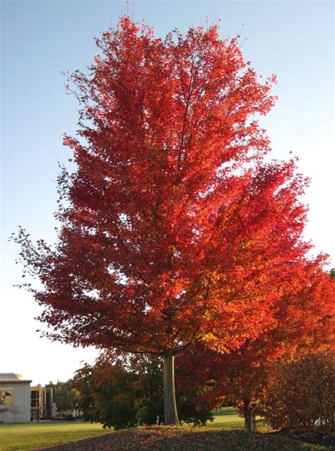 3 Most Common Types of Maple Trees in Connecticut - ProGardenTips