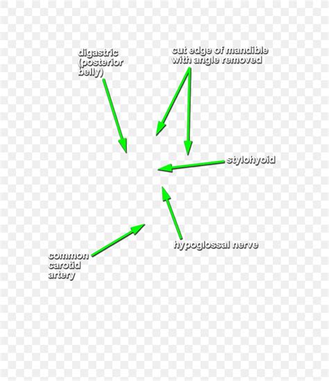 Cranial Nerves Styloglossus Stylohyoid Muscle Head And Neck Anatomy Stylopharyngeus Muscle, PNG ...