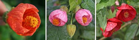 Flowering Maple, Abutilon spp. – Wisconsin Horticulture