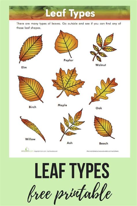 Why Do Leaves Change Color In The Fall Worksheet Answers - Christopher ...