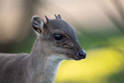 Duiker, Blue - Safari West