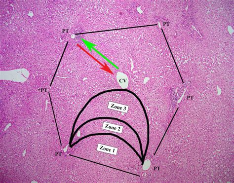 Normal Liver Histology 101 | AASLD