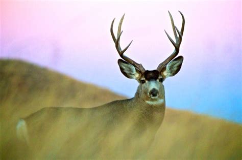 South Dakota Wildlife in Early Winter