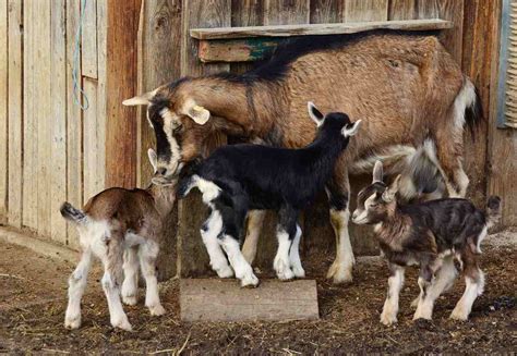 Raising Goats In The Backyard - A Complete Guide | Agri Farming