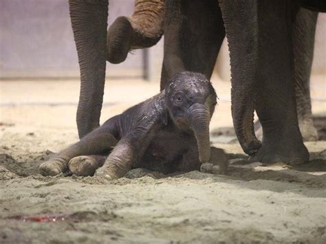 Newborn elephant takes wobbly first steps at zoo | Guernsey Press