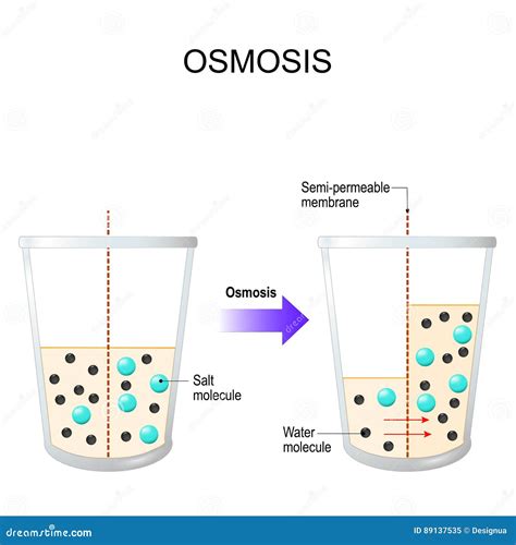 Osmosis. Water Passing through a Semi-permeable Membrane Stock Vector - Illustration of filter ...