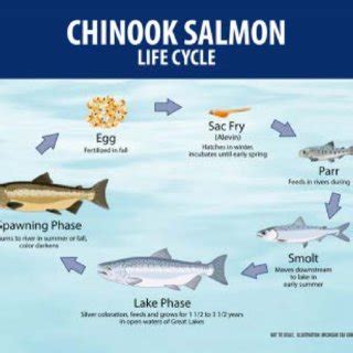 47 best ideas for coloring | Chinook Salmon Life Cycle