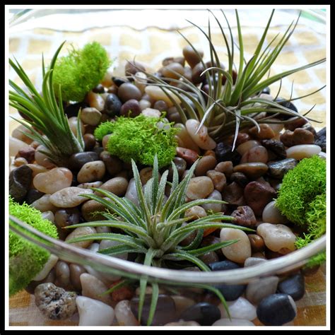 April's Homemaking: Easy Air Plant Terrariums