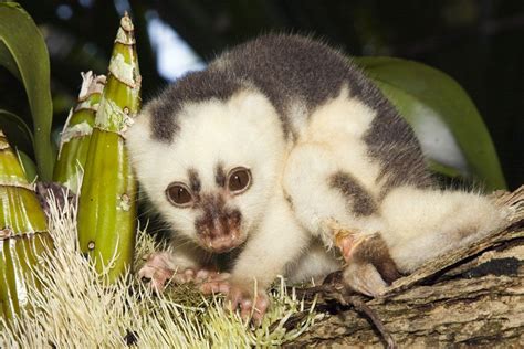 Spilocuscus maculatus, Common spotted cuscus juvenile female captive ...