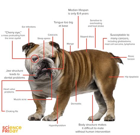 Is a Healthier English Bulldog Possible? - Science Friday