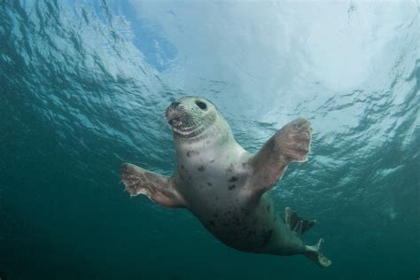 Farne Islands freediving trip 2019 - Freedivers UK