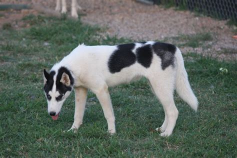 Black & White Piebald Siberian Husky | Blue eyed dog, Siberian husky ...